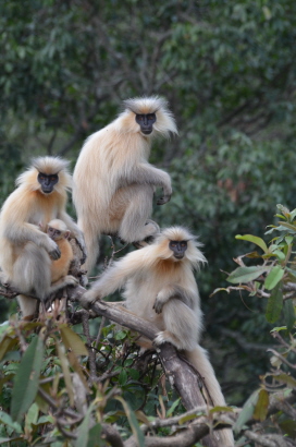 Gee's Golden Langur