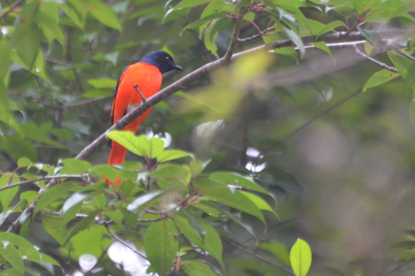 Scarlet Minivet