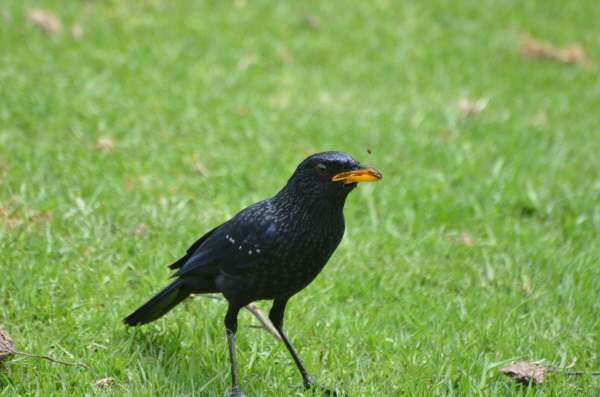 Blue Whistling Thrush