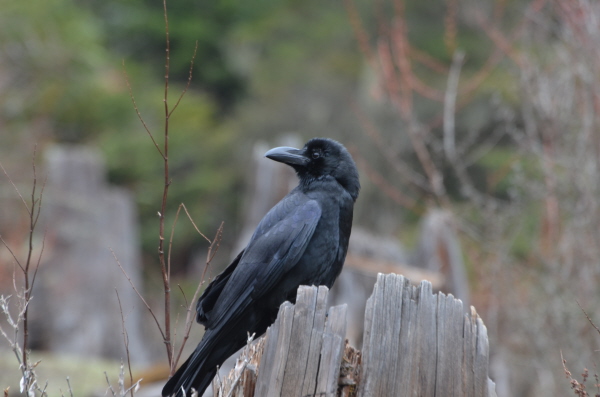 Large-billed Crow