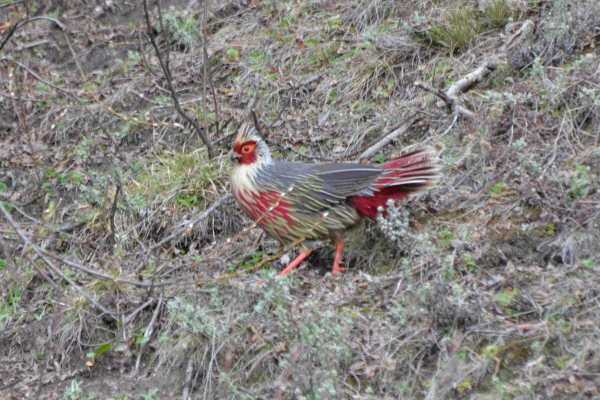 Blood Pheasant