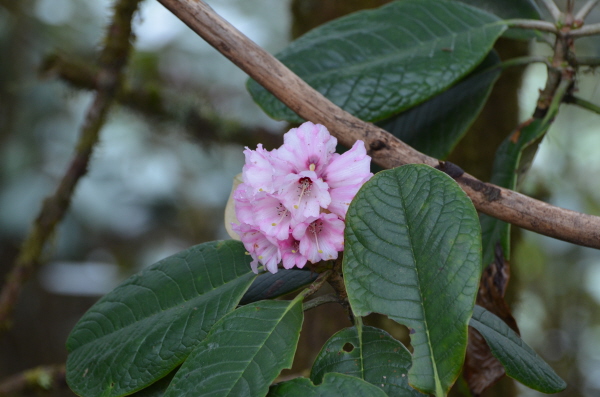 Rhododendron