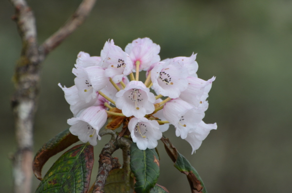 Rhododendron