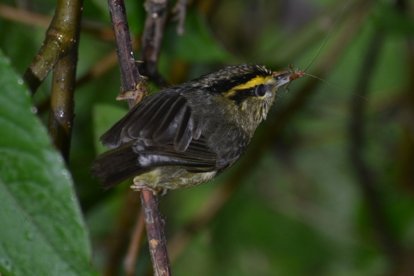Yellow-throated Fulvetta