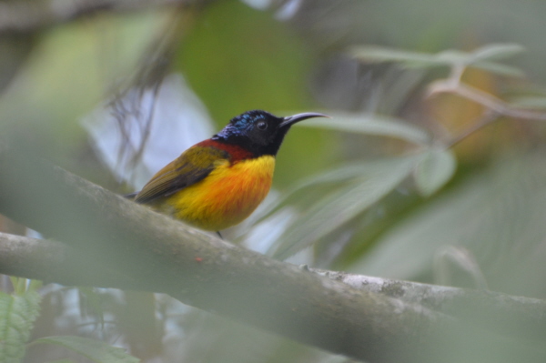 Fire-tailed Sunbird