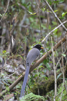 Yellow-billed Blue Magpie