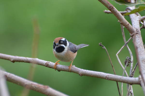 Black-throated Tit