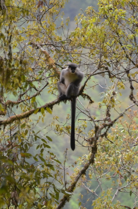 Capped Langur