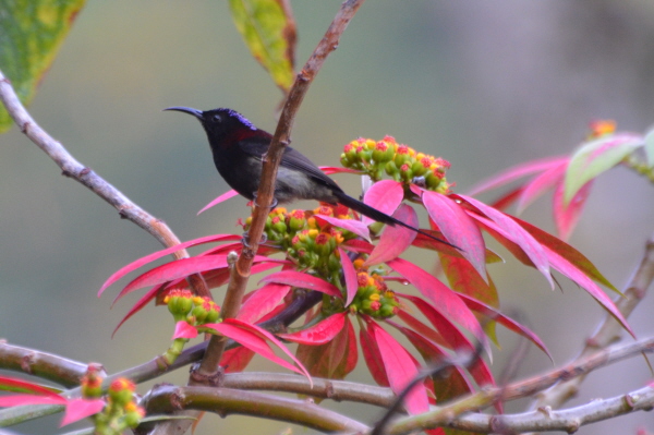 Black-throated Sunbird