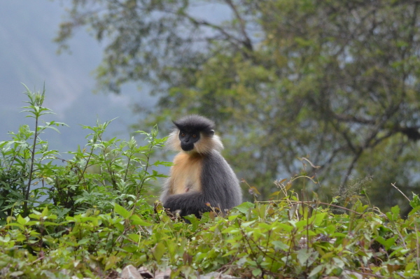 Capped Langur (last photo in this section)