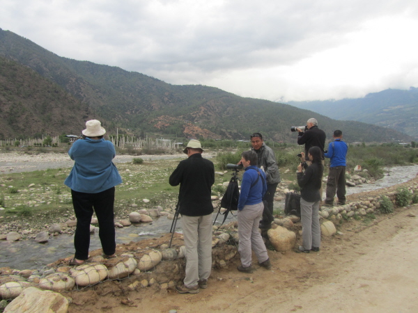 Watching the ibisbill on the outskirts of Paro
