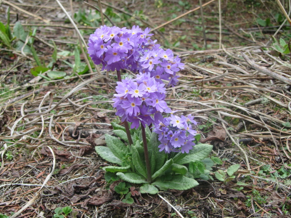 Primula