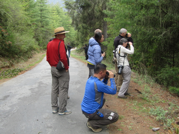 More birdwatching