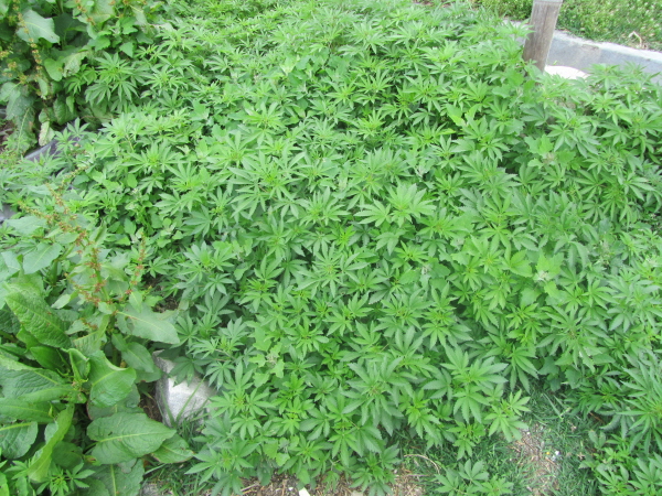 Cannabis (apparently!)