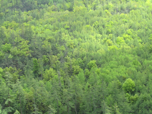 84% of Bhutan is original forest