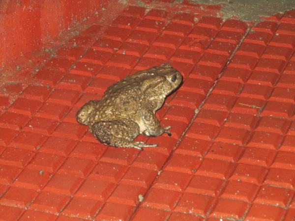 Toad in the hotel grounds at Punakha (last photo in this section)