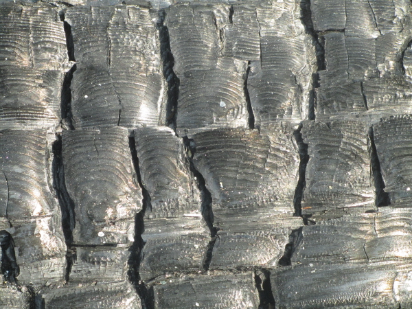 A burnt piece of wood