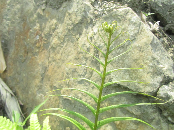Fern unfurling