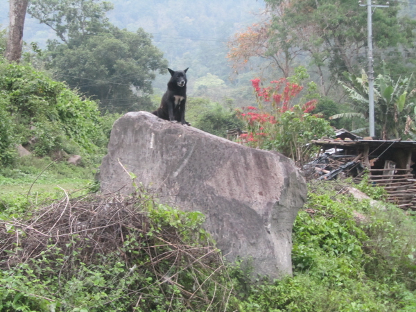 The dog at the campsite