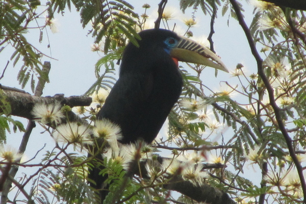 Rufous-necked Hornbill (female)