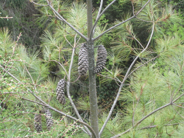 Pinus wallichiana - Bhutanese Pine (we think)