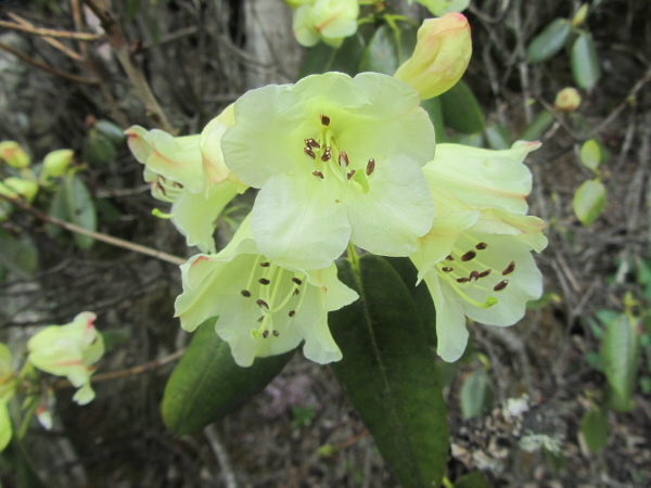 Rhododendron