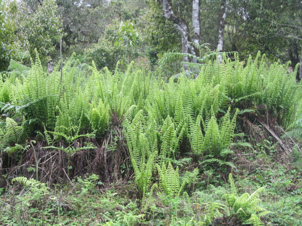 Ferns (last photo in this section)