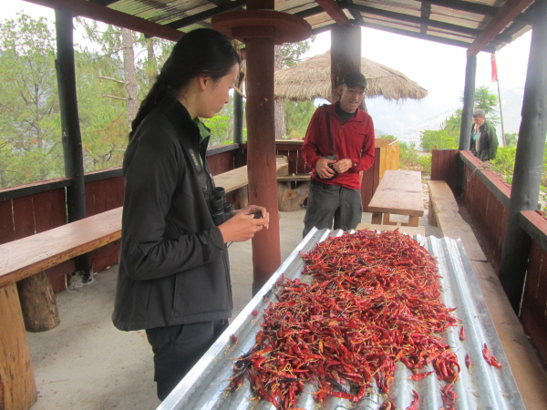 Chillies drying