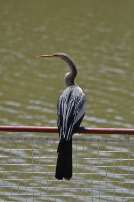 Anhinga (aka Snake Bird)