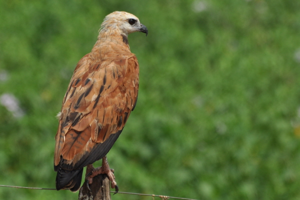 Black-collared Hawk