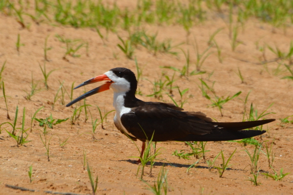 Black Skimmer