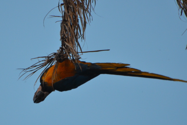 Blue and Yellow Macaw
