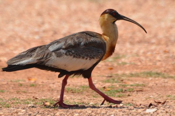 Buff-necked Ibis
