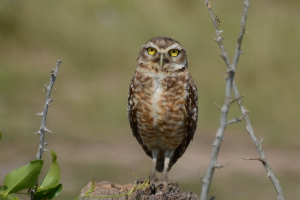 Burrowing Owl