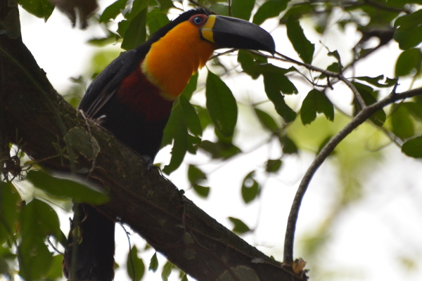 Channel-billed Toucan