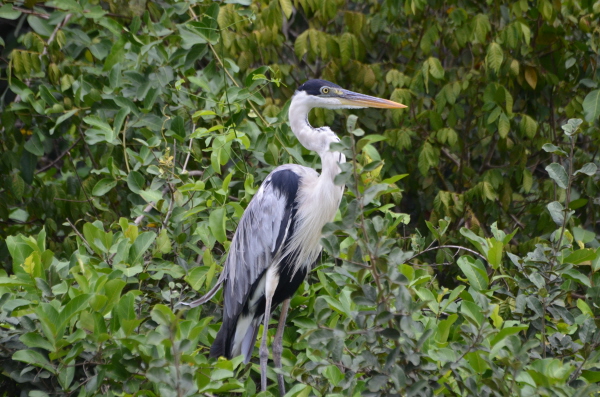 Cocoi Heron