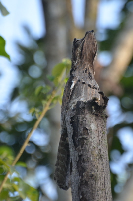 Common Potoo (Can you find it?)