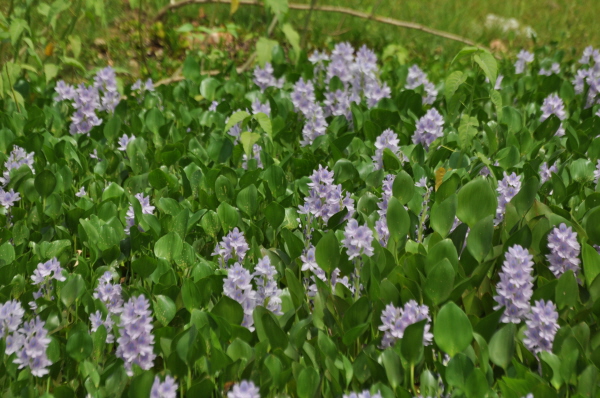 Water Hyacinths on the Transpanteira road