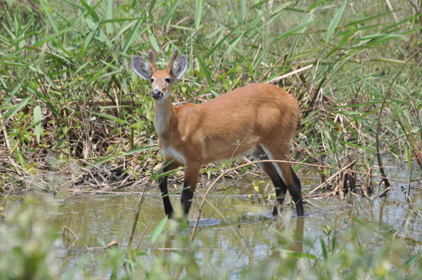 Marsh Deer in the Pantanal