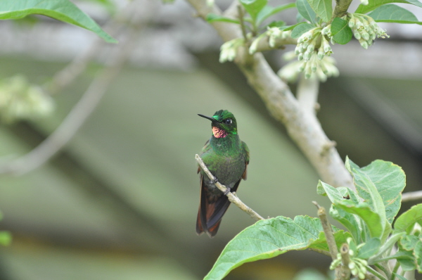 Brazilian Ruby (Male)