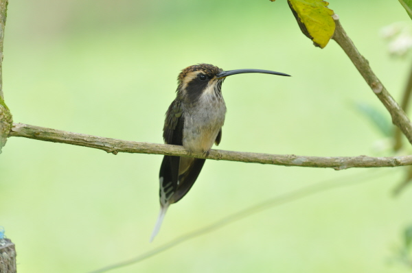 Streak-throated Hermit