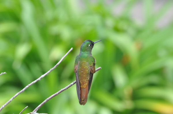 Brazilian Ruby (Male)