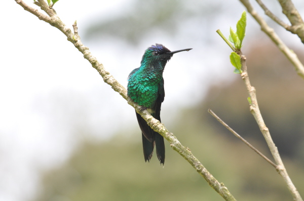 Violet-capped Woodnymph