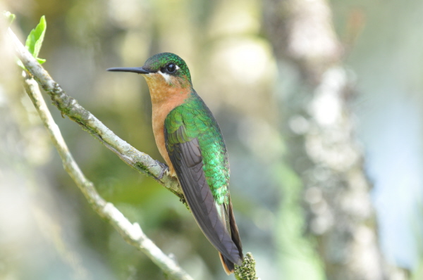 Brazilian Ruby (Female)