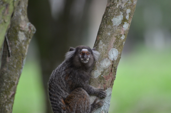 White-tufted-ear Marmoset in Rio de Janeiro