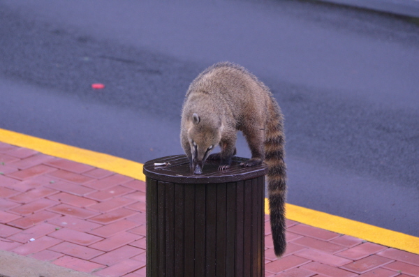 Coati at Iguau