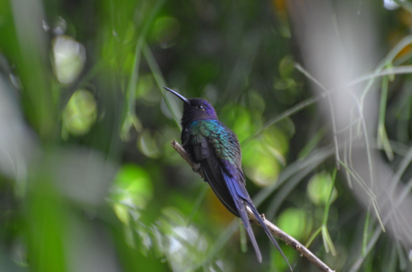 Swallow-tailed Hummingbird
