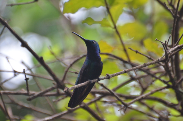 Black-throated Mango (Male)