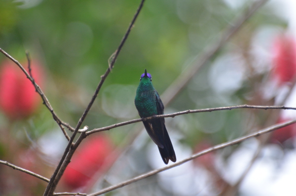 Violet-capped Woodnymph