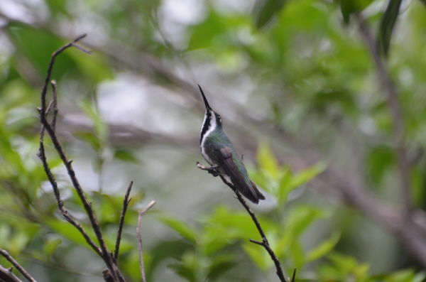 Black-throated Mango (Female)